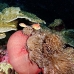 anemonefish_pink_mid_v_0705_png1227.jpg